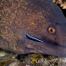 moray_yellowmargin_bhr_tam_h_0084_bal5827.jpg